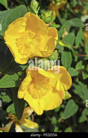 Impianto di rosa di Sharon in fioritura, dettaglio di fiori Foto Stock