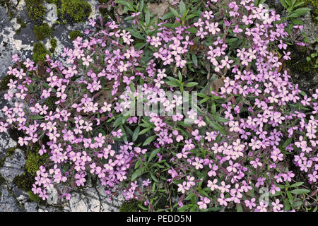 Rock soapwort, fiori e foglie Foto Stock