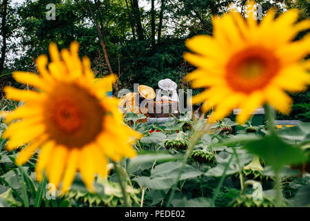 Lavorando su apiario con api nel campo di girasoli Foto Stock