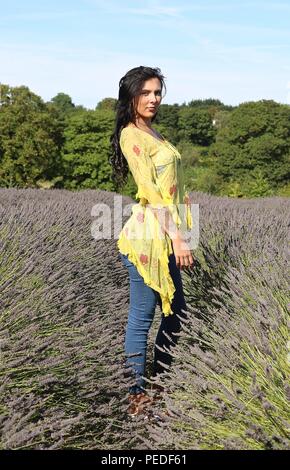 Mayfield lavanda 2018 Foto Stock