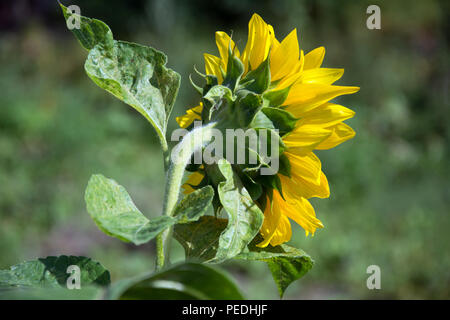 Bella suflower blossom visto dal lato su sfondo verde Foto Stock