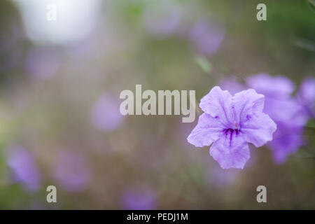 Il quattro-o'clock famiglia è in gran parte nativa per i tropici, con solo una manciata di piante nelle latitudini settentrionali. Foto Stock