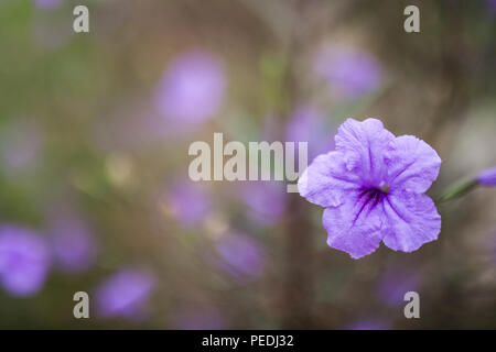 Il quattro-o'clock famiglia è in gran parte nativa per i tropici, con solo una manciata di piante nelle latitudini settentrionali. Foto Stock