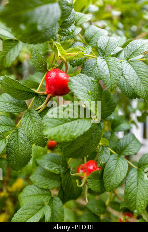 Vista ravvicinata di rosa anca o Rosa canina Rosa aka Haw o rose Frutta di Hep Foto Stock