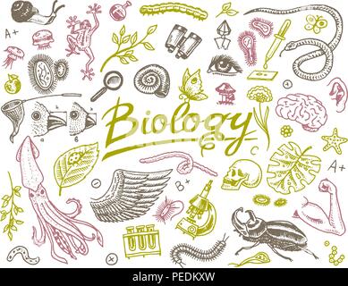 Laboratorio Scientifico in biologia. Il set di icone di ricerca biochimica. Le creature viventi organismi molecole. Medicina a scuola. Educazione e scienza. incisi disegnati a mano nel vecchio sketch in stile vintage. Illustrazione Vettoriale
