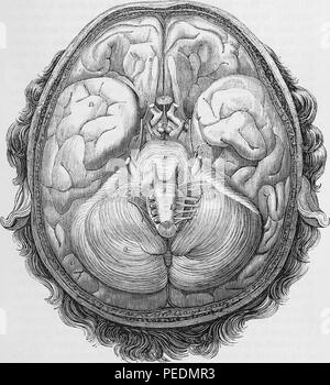 Stampa in bianco e nero che illustra una sezione orizzontale attraverso la base di un cervello umano, che mostra le origini di nervi, a metà della dimensione naturale in un ampio angolo di visione, 1866. La cortesia Internet Archive. () Foto Stock