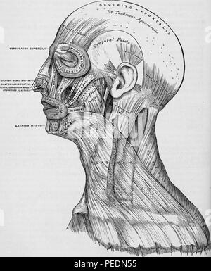 Stampa in bianco e nero che illustra una sezione di una testa umana con le etichette identificanti i muscoli della testa, viso e collo, 1860. La cortesia Internet Archive. () Foto Stock