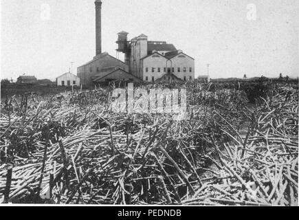 Fotografia in bianco e nero, da un angolo basso, mostrando l'Oahu Sugar Company edifici, con acciaio progettata, arredato, e costruito dalla Milliken Fratelli, con tratti di canna da zucchero in primo piano, situato a Honolulu, Hawaii, 1901. La cortesia Internet Archive. () Foto Stock