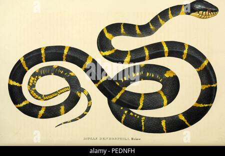 Stampa a colori raffigurante entrambi dorsale e ventrale di viste di un giallo e il Serpente Nero, con la dizione "ipsas dendrophila' probabilmente il Gold-inanellati Cat Snake (Boiga dendrophila) chiamato anche il serpente di mangrovie o Ularburong e nativi del sud-est asiatico, da Johann Wagler's 'Descriptiones et Icones Amphibiorum', 1828. La cortesia Internet Archive. () Foto Stock