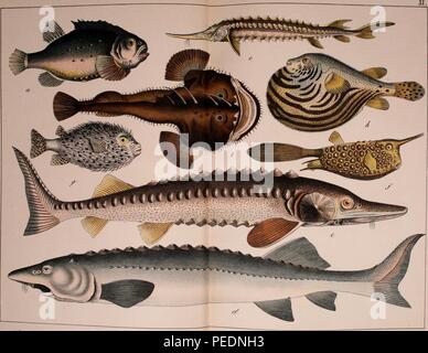 Stampa a colori raffigurante otto pesci compresi, un grumo) pesce (Cyclopterus lumpus) b) pescatore o Rana pescatrice (Lophius piscatorius) c) storione atlantico (Acipenser oxyrinchus oxyrinchus) d) mare europeo (storione Acipenser sturio) e) sterlet (Acipenser ruthenus) f) Longhorn cowfish (Lactoria cornuta) g) spot-fin porcupinefish (Diodon hystrix) e h) il puffer stellate, starry puffer o stellata (toadfish Arothron stellatus), 1889. La cortesia Internet Archive. () Foto Stock