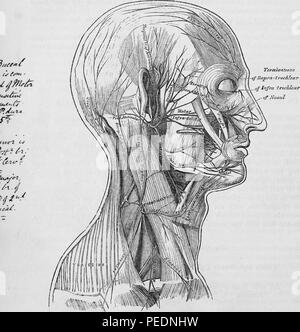 Stampa in bianco e nero che illustra una sezione di una testa umana con le etichette identificanti i nervi del cuoio capelluto, viso e lato del collo, da Henry Gray's 'Anatomia, descrittivo e chirurgico di', 1860. La cortesia Internet Archive. () Foto Stock