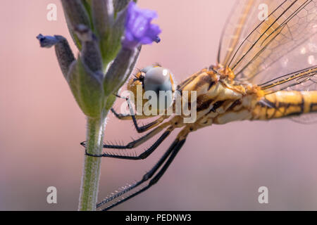 Un giallo dragonfly appollaiato su un bastone di lavanda. Foto Stock