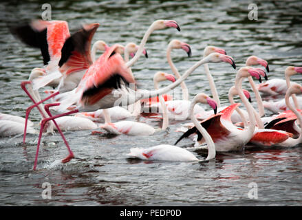 Un gruppo di fenicotteri rosa nuotare insieme su un nuvoloso giorno. Foto Stock