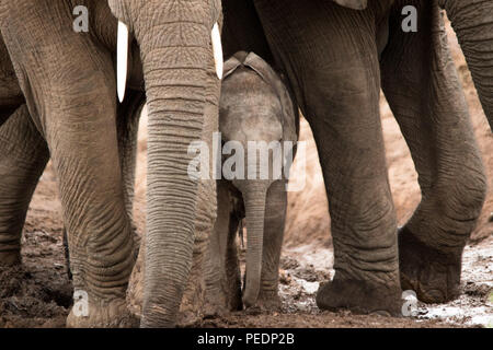 Un bambino picchi di elefante fuori da sotto la sua madre per le gambe. Foto Stock