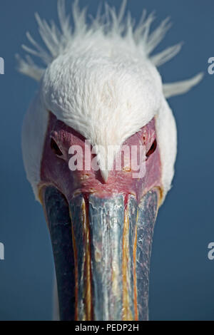 Ritratto di un grande bianco pellicano (Pelecanus onocrotalus) prese a Walvis Bay, Namibia, mostrante il dettaglio della cresta sulla sua testa. Foto Stock