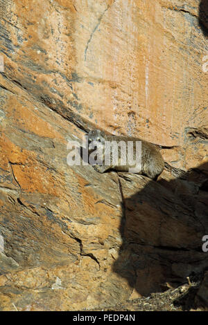 Rock hyrax (Procavia capensis) a Daan Viljoen Game Park, Namibia. Foto Stock