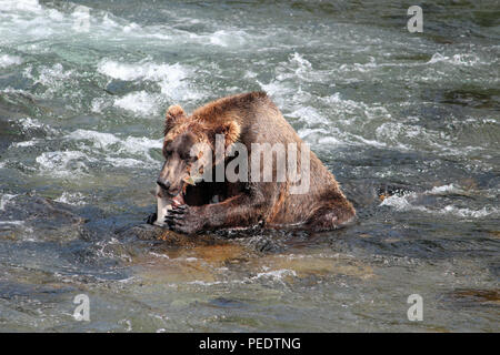 Orso bruno mangia un salmone presso Brooks Falls in Katmai National Park, Alaska Foto Stock