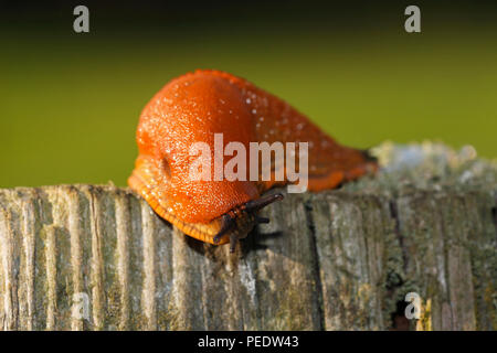 Spanische Wegschnecke, Arion lusitanicus, Schleswig-Holstein, Germania Foto Stock