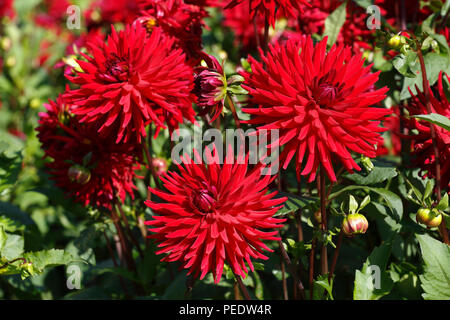 Kaktus-Dahlie, Sorte Doris Day Dahlia cultivar Foto Stock