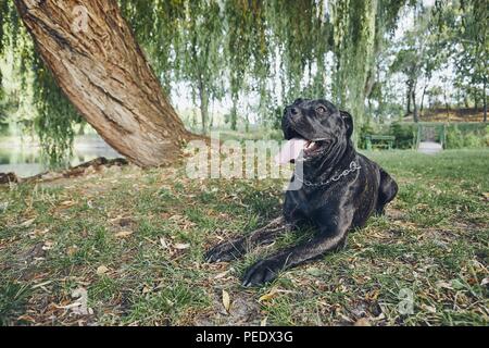 Ritratto di giovane cane corso cane rilassante sotto agli alberi nel parco pubblico durante il giorno d'estate. Foto Stock