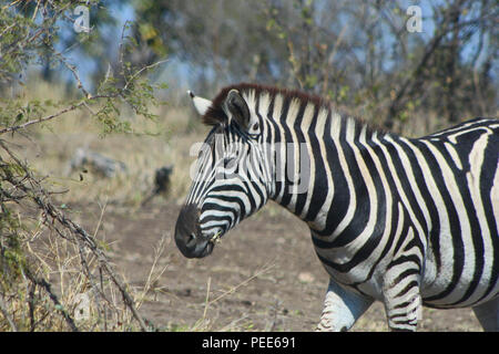 Wild Burchell Zebra. Parco Nazionale di Kruger, Sud Africa Foto Stock