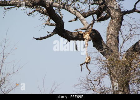 Leopard uccidere. Un spogliato Impala tela appeso in alto in una struttura ad albero. Abbassare Sabie, Kruger National Park, Sud Africa Foto Stock