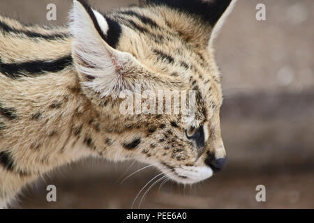 Serval Cat. Parco Nazionale di Kruger, Sud Africa Foto Stock