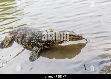 Varanus salvator, comunemente noto come monitor di acqua o acqua comune monitor in acqua Foto Stock