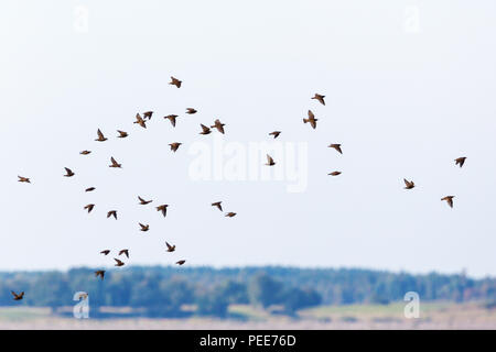 Stormo di storni volare nel cielo Foto Stock