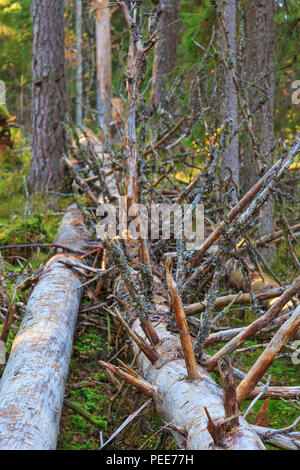 Vecchio caduto albero morto nella foresta Foto Stock