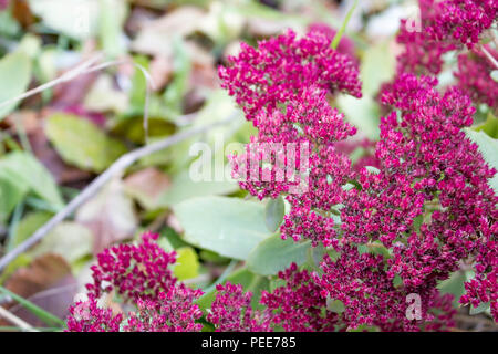 Stonecrop, sedum nel tardo autunno. Fiori rossi Foto Stock