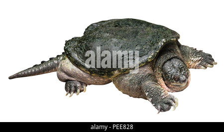 Scatto turtle ( Chelydra serpentina ) è lo spunto da fermi e alzare la testa bianca su sfondo isolata . Vista laterale . Foto Stock