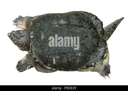 Scatto turtle ( Chelydra serpentina ) è lo spunto da fermi e alzare la testa bianca su sfondo isolata . Vista superiore . Foto Stock