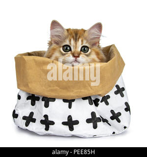 Super dolce golden British Longhair Cat gattino seduto in un sacchetto di carta, guardando dritto in de fotocamera con grandi occhi verdi, isolate su un fondo bianco Foto Stock