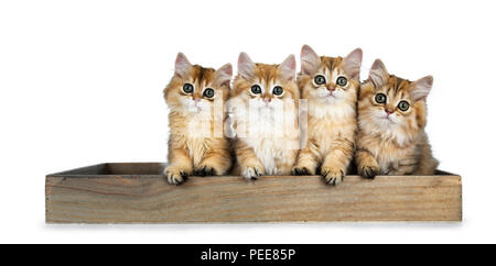 Fila di quattro golden British Longhair Cat gattini seduti in un vassoio di legno, guardando dritto in de fotocamera con grandi occhi verdi, isolate su un fondo bianco Foto Stock