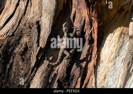 Giallo maculato lizard, Stellagama stellio, sul vecchio albero marrone in Yarkon park, Tel Aviv, Israele Foto Stock