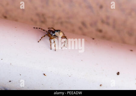 Arlecchino jumping spider (Salticus scenicus) italiamn aracnide Foto Stock
