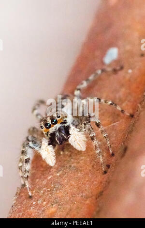 Arlecchino jumping spider (Salticus scenicus) italiamn aracnide Foto Stock