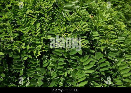 Styphnolobium japonicum pendula Foto Stock