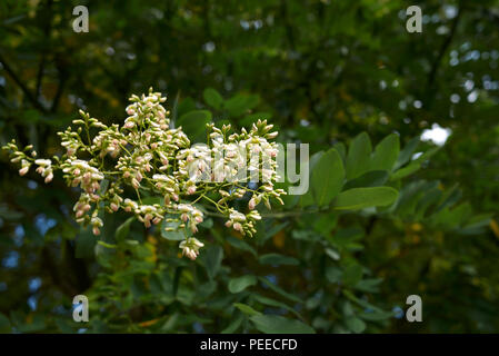 Styphnolobium japonicum Foto Stock