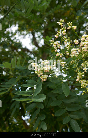 Styphnolobium japonicum Foto Stock