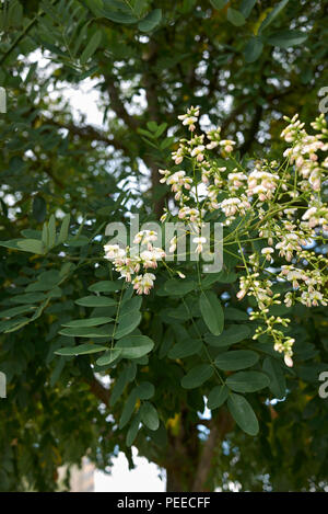 Styphnolobium japonicum Foto Stock