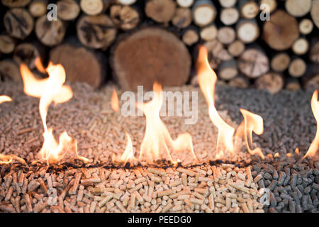 Tipo di albero di pellet in fuoco infront della catasta di legno Foto Stock