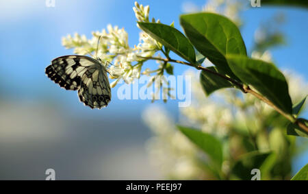 Melanargia Galathea il bianco marmo butterfly Foto Stock