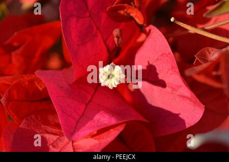 Bouganville, close up red brattee, un fiore e due gemme. Foto Stock