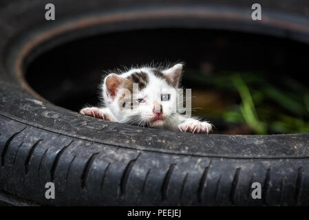 Appena nato il piccolo grazioso Baby bianco Cat Foto Stock