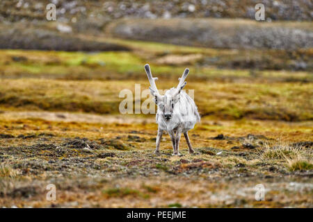 Renna delle Svalbard (Rangifer tarandus platyrhynchus), isole Svalbard o Spitsbergen, Europa Foto Stock