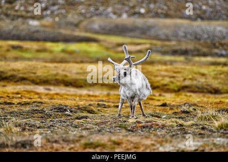 Renna delle Svalbard (Rangifer tarandus platyrhynchus), isole Svalbard o Spitsbergen, Europa Foto Stock