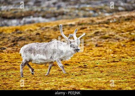 Renna delle Svalbard (Rangifer tarandus platyrhynchus), isole Svalbard o Spitsbergen, Europa Foto Stock