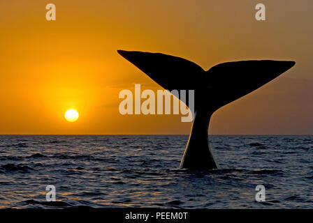 Scendendo Balena Franca Australe (Eubalaena australis), tramonto, Penisola Valdés, Argentinia Foto Stock